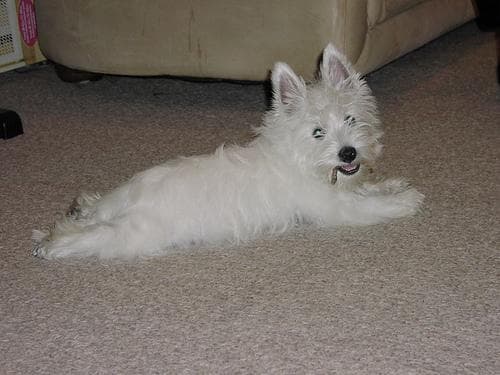 West Highland Terrier