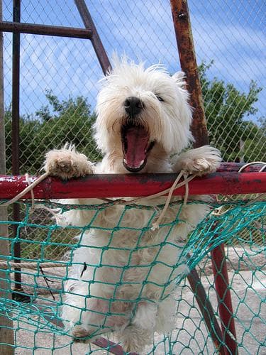 West Highland Terrier