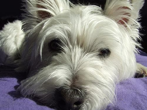 West Highland Terrier