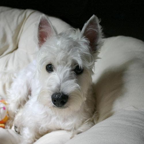 West Highland Terrier