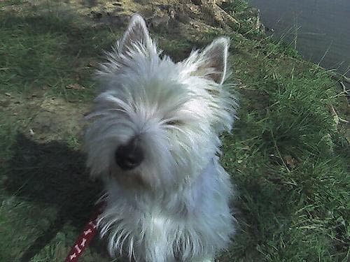 West Highland Terrier
