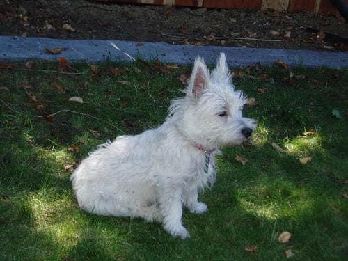 West Highland Terrier