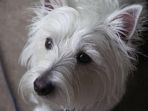 West Highland Terrier