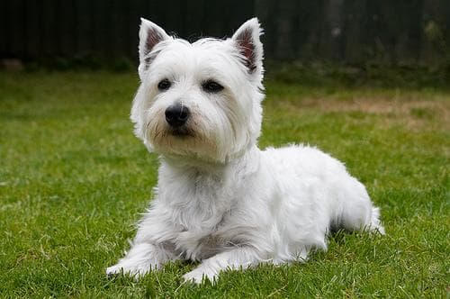 West Highland Terrier