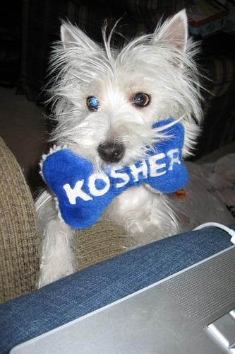 West Highland Terrier