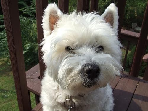 West Highland Terrier