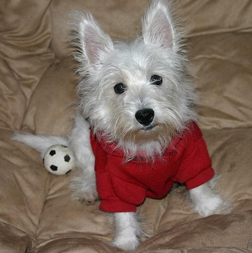 West Highland Terrier