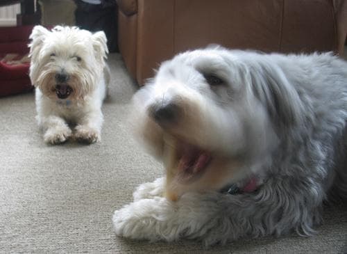 West Highland Terrier