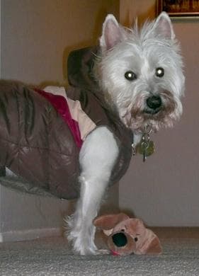 West Highland Terrier