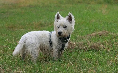 West Highland Terrier