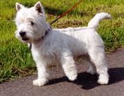 West Highland Terrier