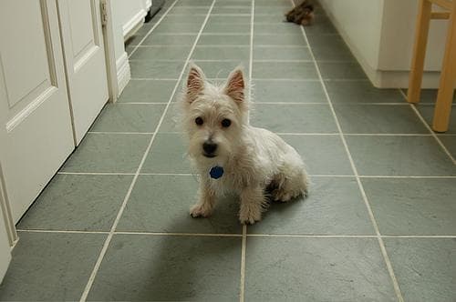 West Highland Terrier