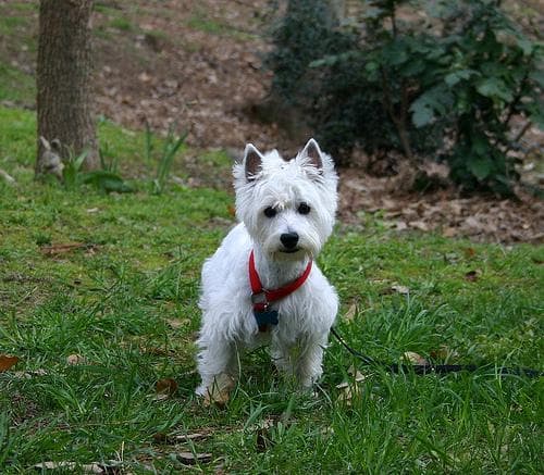 West Highland Terrier