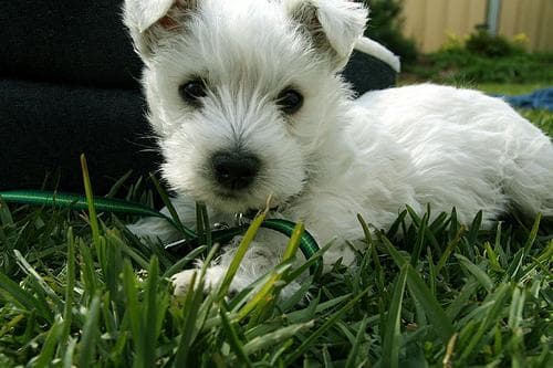 West Highland Terrier