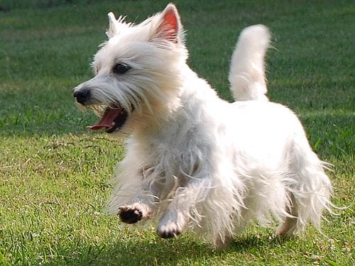 West Highland Terrier