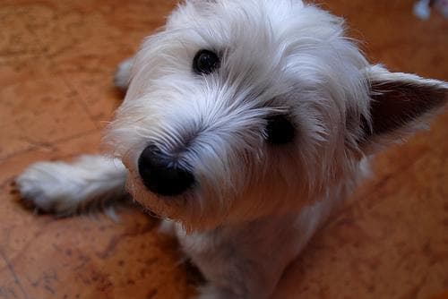 West Highland Terrier