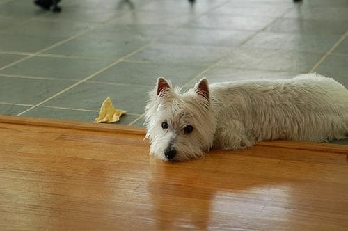 West Highland Terrier