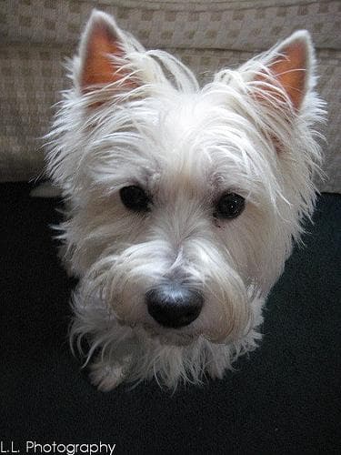 West Highland Terrier