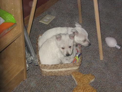 West Highland Terrier