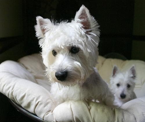 West Highland Terrier