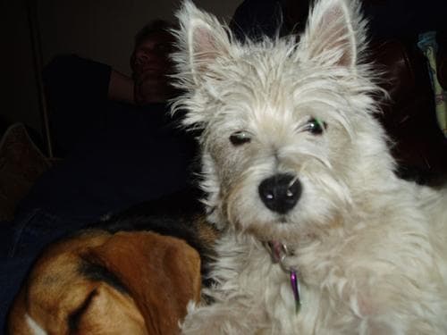 West Highland Terrier