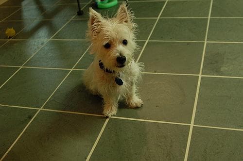 West Highland Terrier