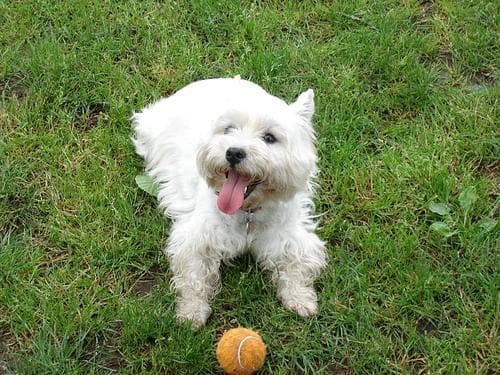West Highland Terrier