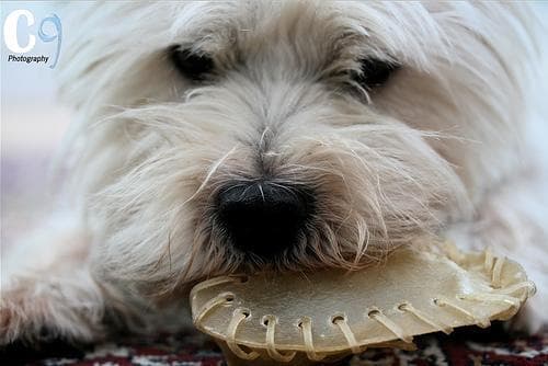 West Highland Terrier