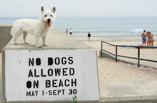 West Highland Terrier