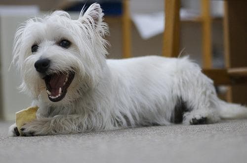 West Highland Terrier