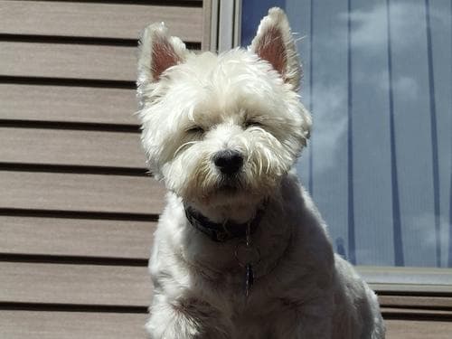 West Highland Terrier