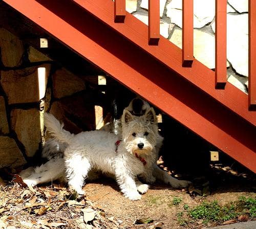 West Highland Terrier