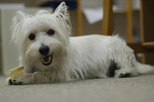 West Highland Terrier