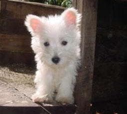 West Highland Terrier