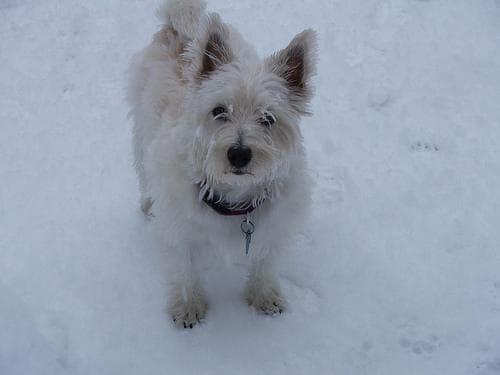West Highland Terrier