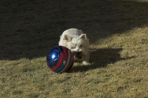 West Highland Terrier