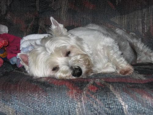 West Highland Terrier