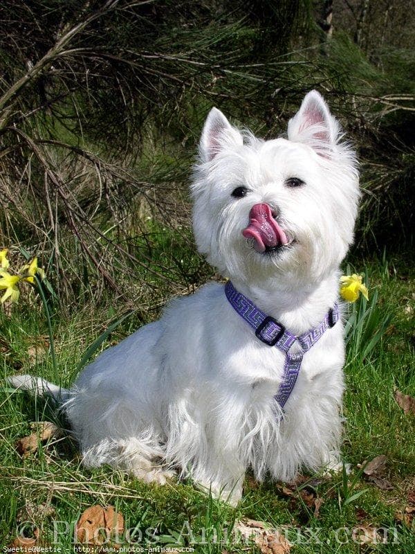 West Highland Terrier