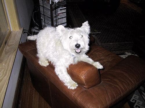 West Highland Terrier