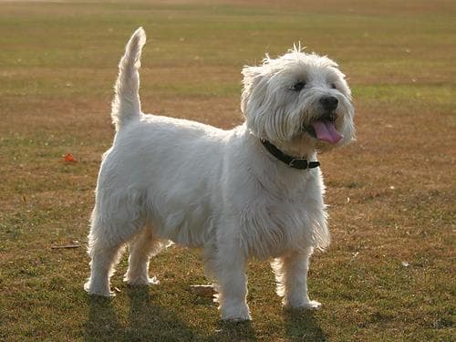 West Highland Terrier