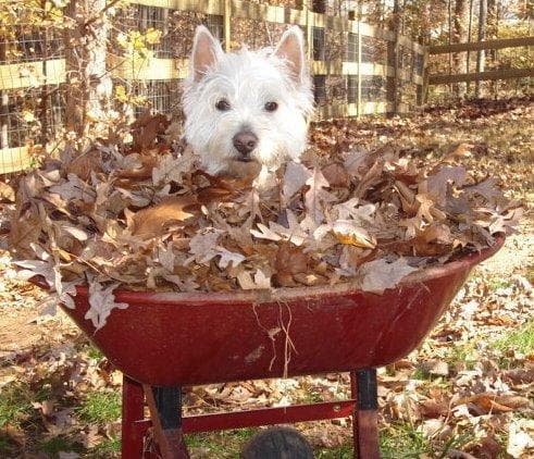 West Highland Terrier