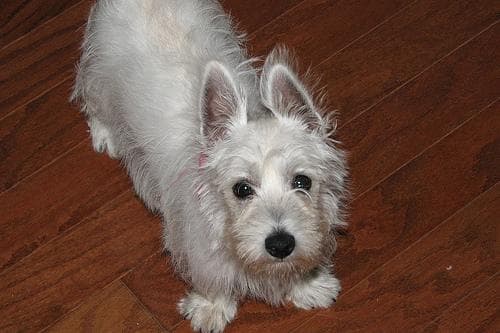 West Highland Terrier
