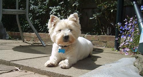 West Highland Terrier