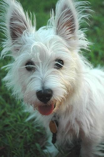West Highland Terrier