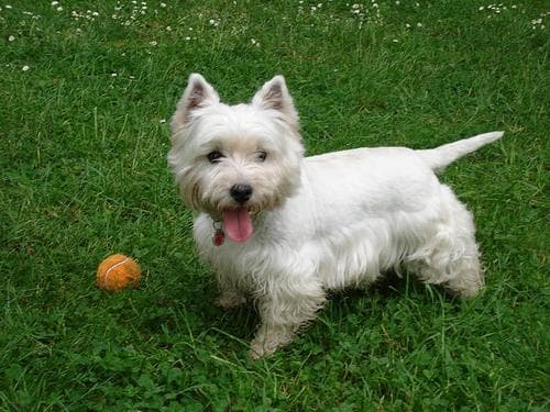 West Highland Terrier