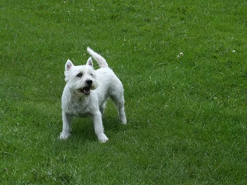 West Highland Terrier