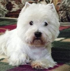 West Highland Terrier