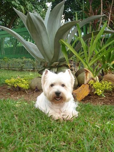 West Highland Terrier