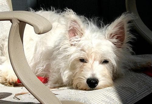 West Highland Terrier
