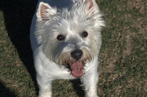 West Highland Terrier